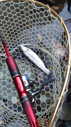 レインボートラウトの釣果