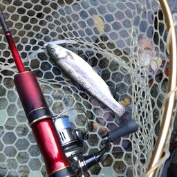 レインボートラウト