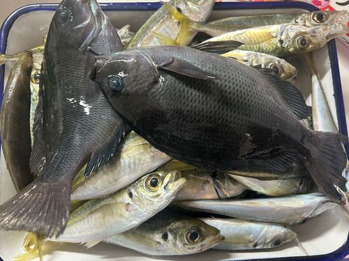 アジの釣果