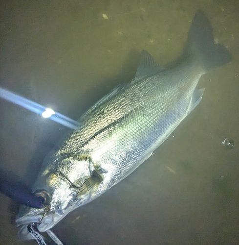 セイゴ（マルスズキ）の釣果