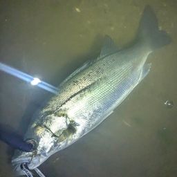 セイゴ（マルスズキ）