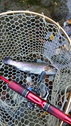 レインボートラウトの釣果