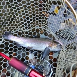 レインボートラウト