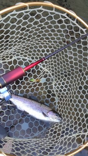 レインボートラウトの釣果