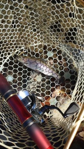 レインボートラウトの釣果