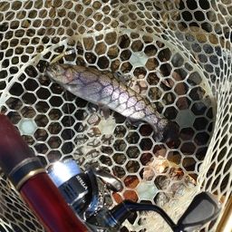 レインボートラウト