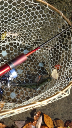 レインボートラウトの釣果