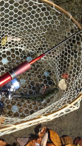 レインボートラウトの釣果