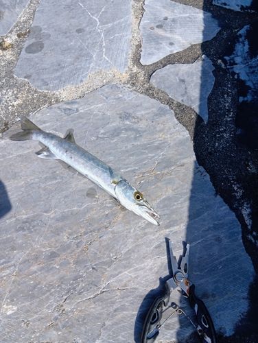 オニカマスの釣果