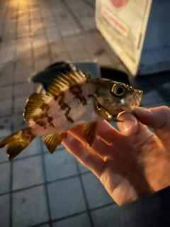 シロメバルの釣果