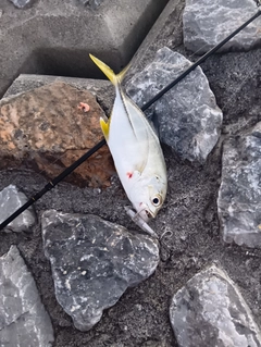 ギンガメアジの釣果