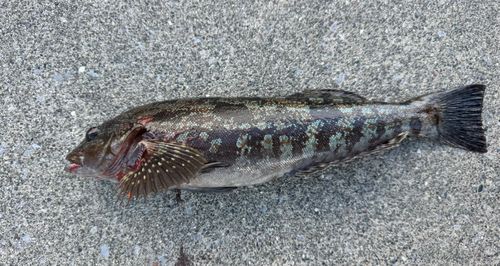 アイナメの釣果