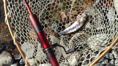 レインボートラウトの釣果