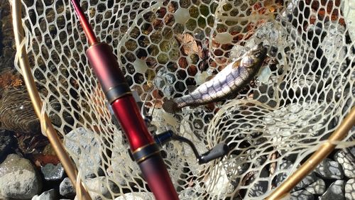 レインボートラウトの釣果