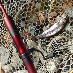 レインボートラウト