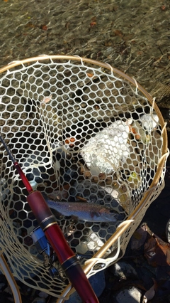 レインボートラウトの釣果