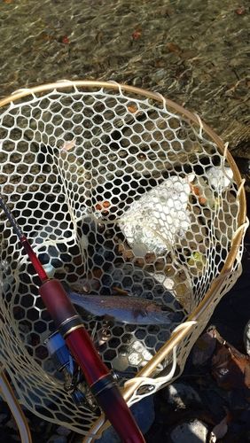 レインボートラウトの釣果