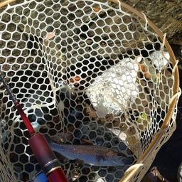 レインボートラウト