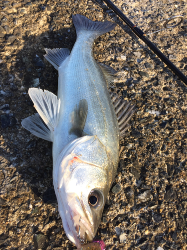 フッコ（マルスズキ）の釣果