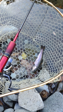レインボートラウトの釣果