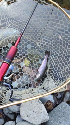 レインボートラウトの釣果