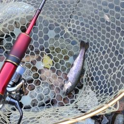 レインボートラウト