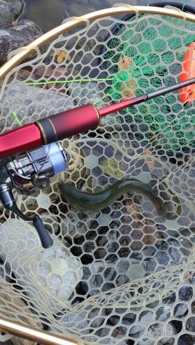 レインボートラウトの釣果