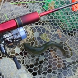 レインボートラウト