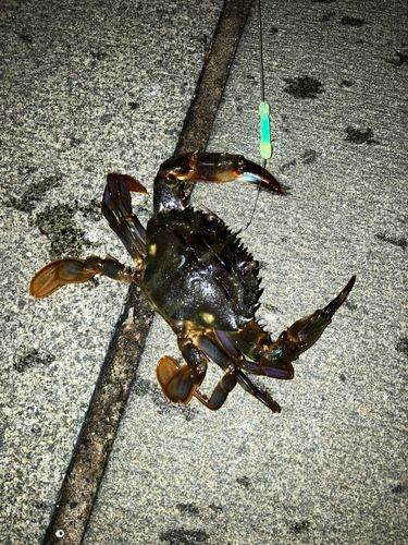 イシガニの釣果