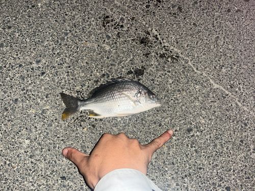 キビレの釣果