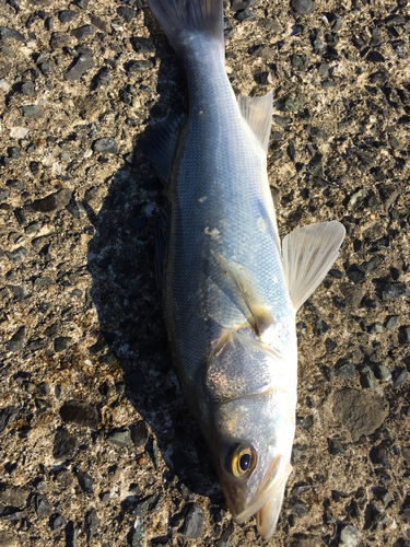 フッコ（マルスズキ）の釣果