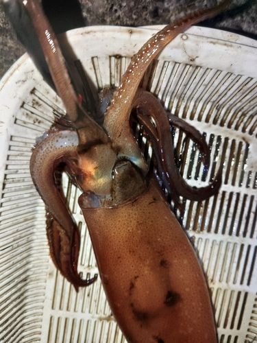 スルメイカの釣果