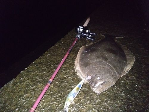 ヒラメの釣果
