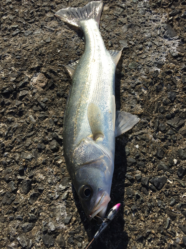 フッコ（マルスズキ）の釣果