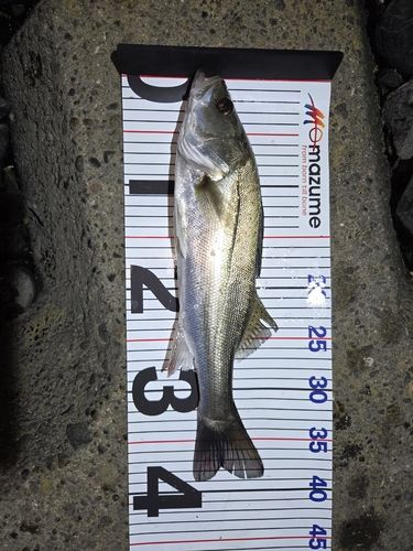 セイゴ（マルスズキ）の釣果