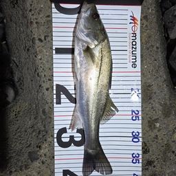 セイゴ（マルスズキ）