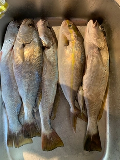 カンパチの釣果