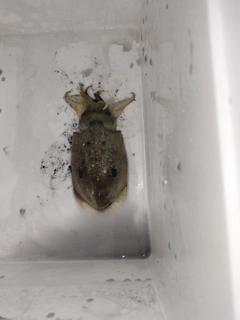 コウイカの釣果