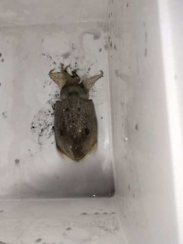 コウイカの釣果