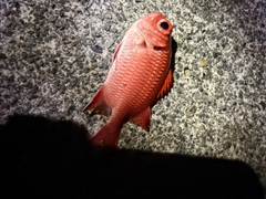 エビスダイの釣果