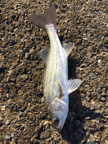 フッコ（マルスズキ）の釣果