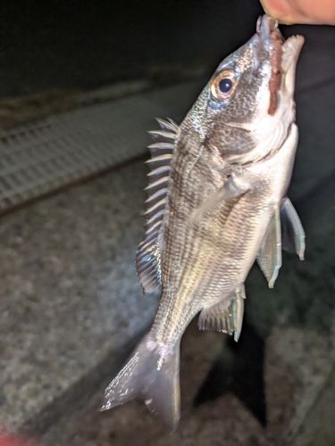 チンチンの釣果