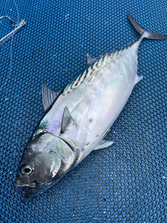 スマガツオの釣果
