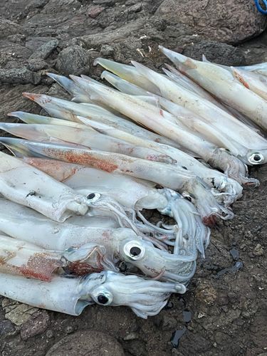 ヤリイカの釣果