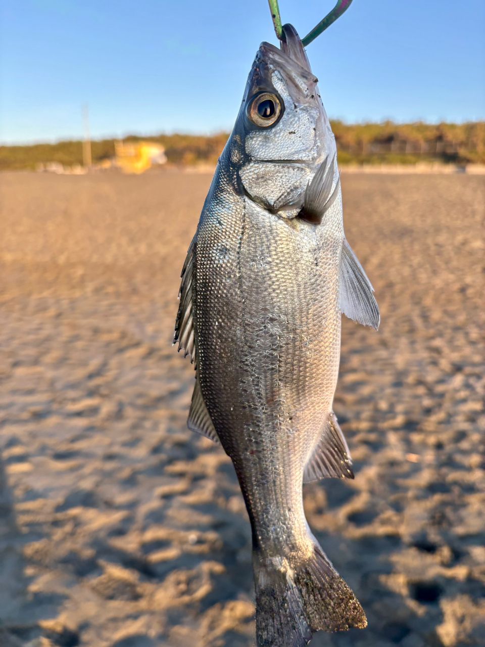 セイゴ（ヒラスズキ）