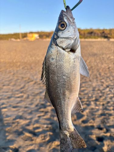 茅ヶ崎ヘッドランド