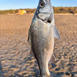 セイゴ（ヒラスズキ）