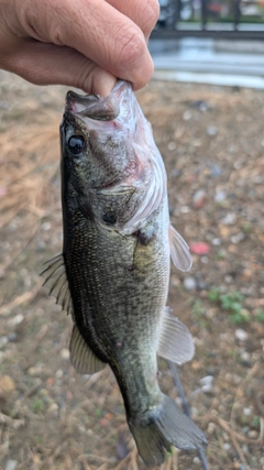 ラージマウスバスの釣果