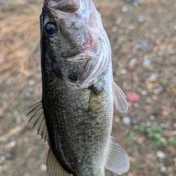 ラージマウスバス