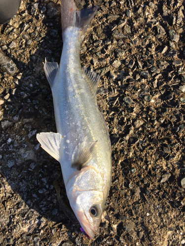 フッコ（マルスズキ）の釣果